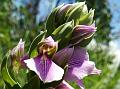Violet Short-Helmet Orchid