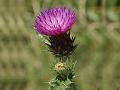 West-Himalayan Cotton Thistle