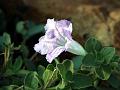 White Veld Violet