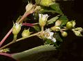 White-Flowered Neillia
