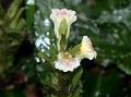 White-Spike Acanthus