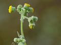 Wool-Flower Knob-Bush