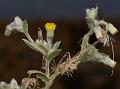 Woolly Knob-Bush