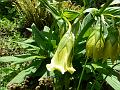 Yellow Gentian Lily