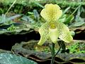Yellow Slipper Orchid