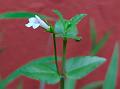 Yellowseed Bog-Herb